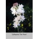 Тубероза (Полиантес)The Pearl