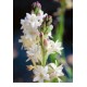 Тубероза (Полиантес)Tuberosa