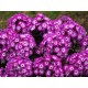 Флокс (Phlox) Laura