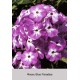 Флокс (Phlox) Blue Paradise