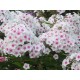 Флокс (Phlox) Miss Holland