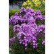 Флокс (Phlox) Pixie Miracle