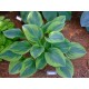 Хоста (Hosta)	Alex Summers