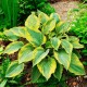 Хоста (Hosta)	Alvatine Taylor