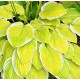 Хоста (Hosta)	American Dream