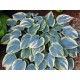 Хоста (Hosta)	Aristocrat®