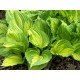 Хоста (Hosta)	Aureomaculata