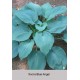 Хоста Blue Angel