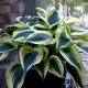 Хоста (Hosta)	Blue Ivory®