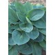 Хоста (Hosta) Blue Vision