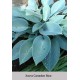 Хоста Canadian Blue