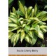 Хоста Cherry Berry