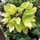 Хоста (Hosta)	Fire Island