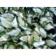 Хоста (Hosta)	Fire and Ice