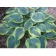 Хоста (Hosta)	Flavocircinalis