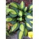 Хоста (Hosta) Gypsy Rose