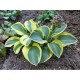 Хоста (Hosta) Lucky Mouse®