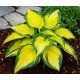 Хоста (Hosta) Orange Marmelade