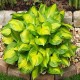 Хоста (Hosta)	Lakeside Banana Bay