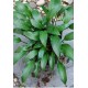 Хоста (Hosta) Lancifolia
