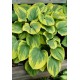 Хоста (Hosta) Magic Fire®