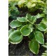 Хоста (Hosta) Paradise Expectations®
