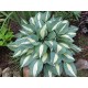 Хоста (Hosta)	Pin-Up