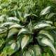 Хоста (Hosta)	Raspberry Sundae®