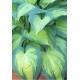 Хоста (Hosta) Super Nova