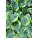 Хоста (Hosta) Titanic®