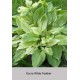 Хоста (Hosta) Zebra Stripes®