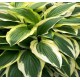Хоста (Hosta)	Yellow Splash Rim