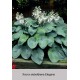 Хоста sieboldiana Elegans