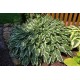 Хоста (Hosta) Albomarginata