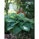 Хоста (Hosta) Empress Wu®