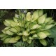 Хоста (Hosta) Janet