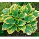 Хоста (Hosta) Clifford's Forest Fire®